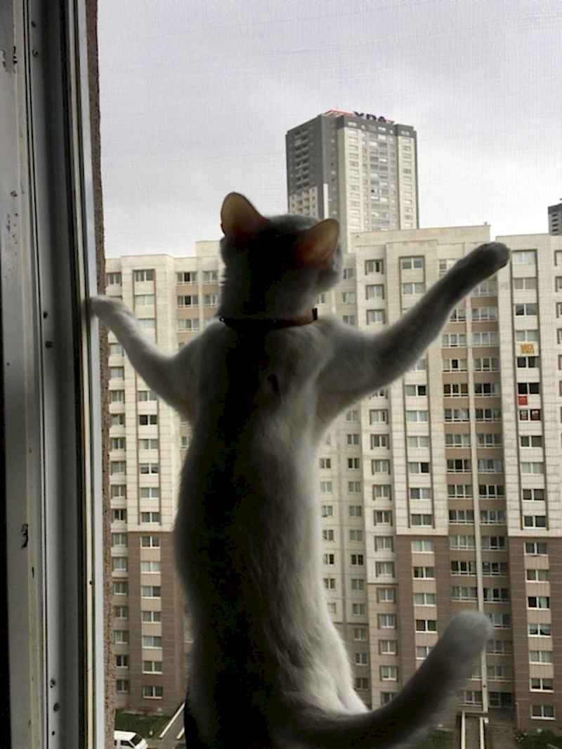Kedi Sinekliği
